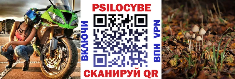 Галлюциногенные грибы Psilocybe Ступино
